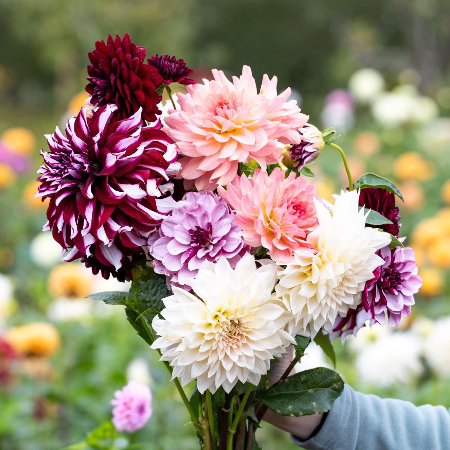 Dahlia Mix 'Dusty Rose' - Dahlia